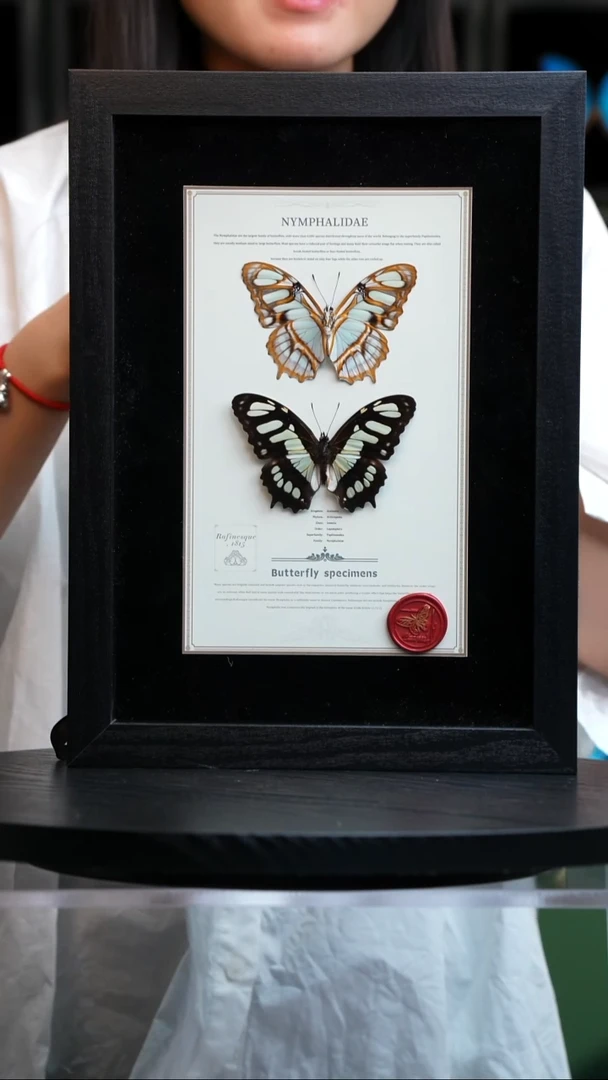 蝴蝶标本摆件竞拍M9