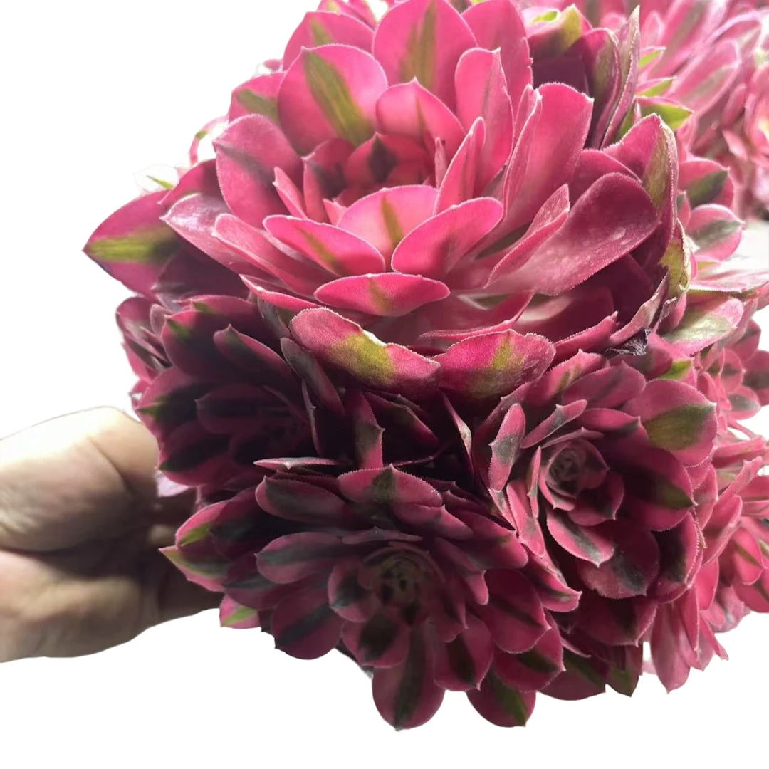 云南高山多肉(粉女巫)带盆带土多肉绿植两单包邮多肉基地直发