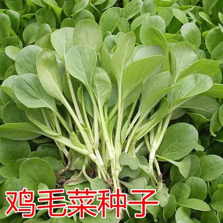 鸡毛菜种子 小青菜上海青小白菜小油菜种子四季耐寒播种蔬菜种子