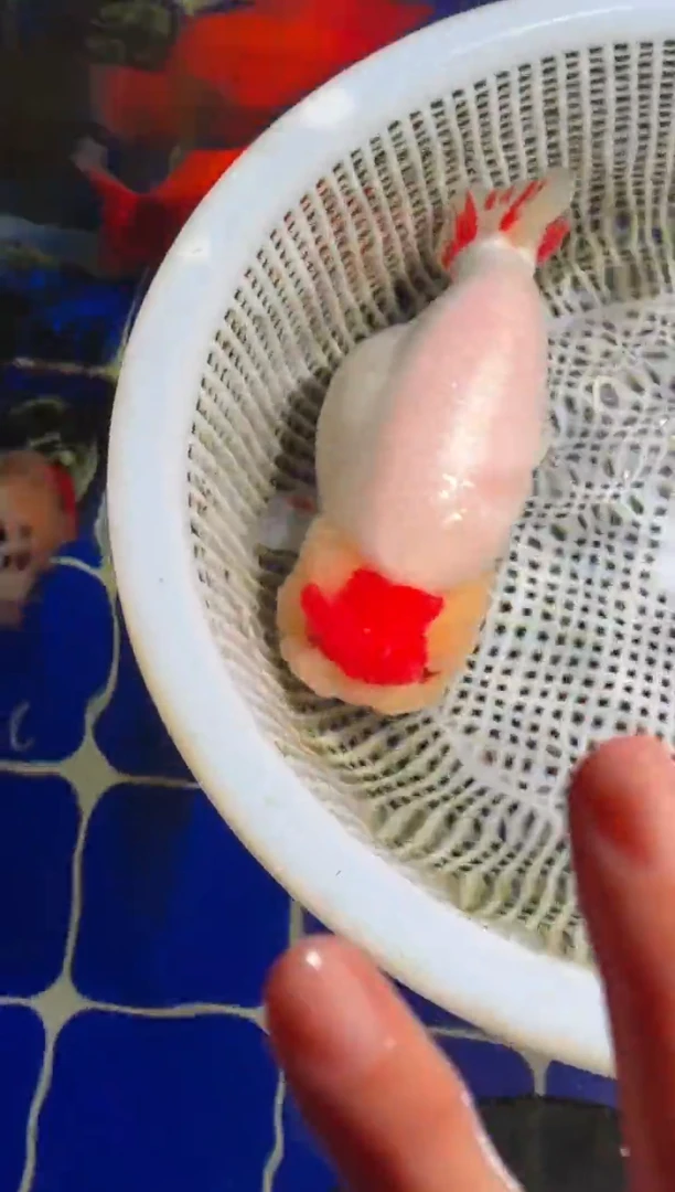 金鱼（运费到付，马印灯下展示）福州追鱼兰寿金鱼