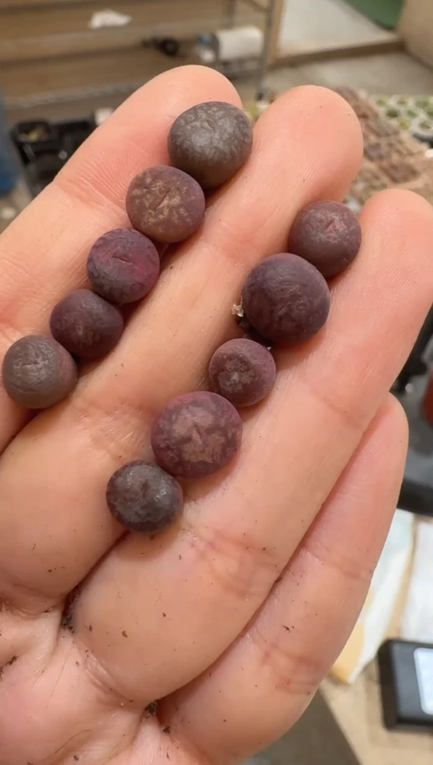 125多肉植物肉锥杂交一颗