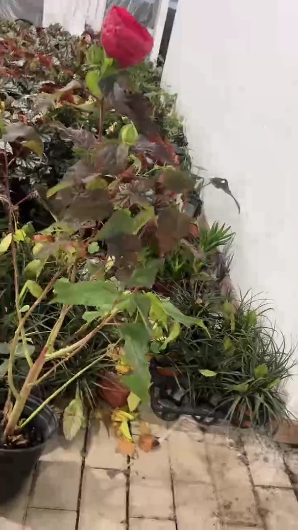 完全开放两单包邮，红色芙容揆剪枝发货