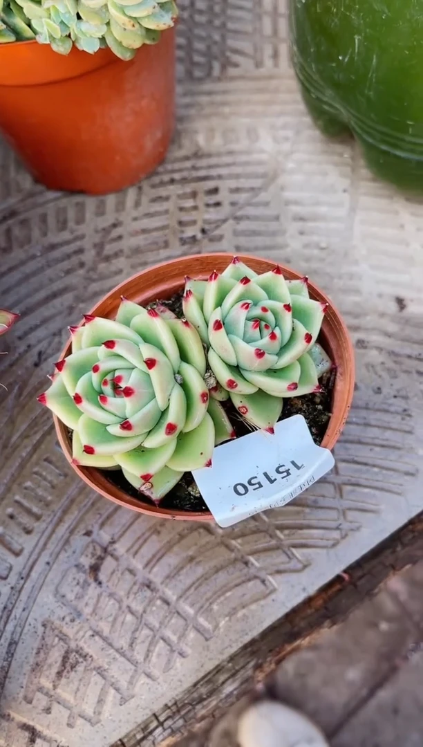 【闪购商品】15150