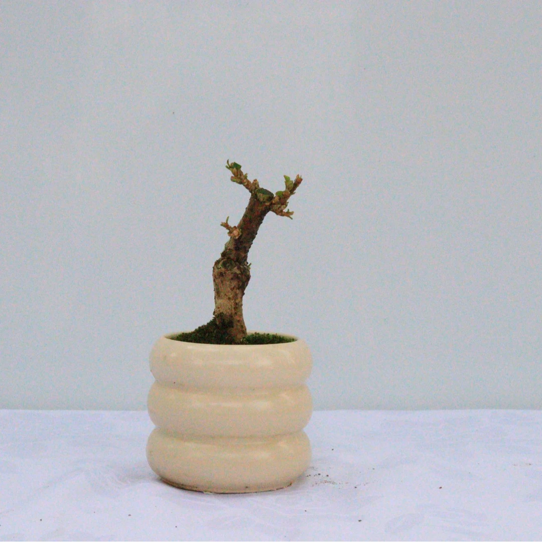 三角梅盆景 一物一拍