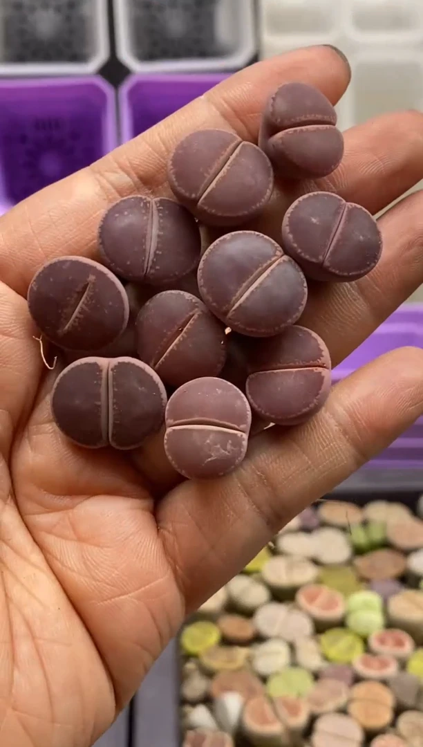 比利时KO 随机一颗
