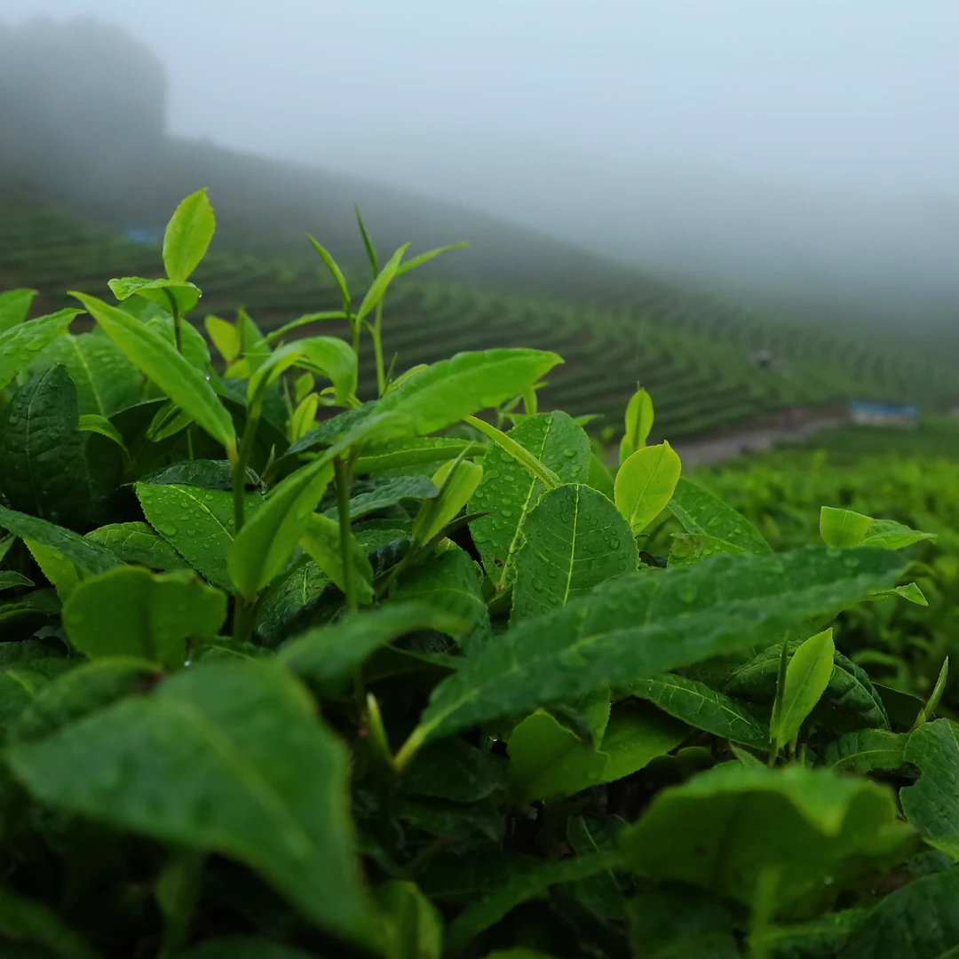 【昌泰普洱卫荣仓】通用链接 69 草木栽荣  古树