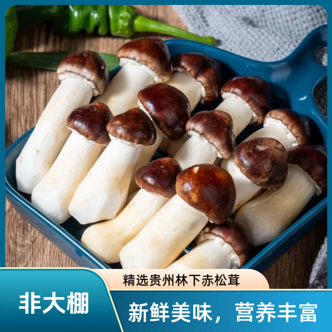 新鲜赤松茸 贵州高原松林下采摘（非大棚）鲜采直发 顺丰包邮