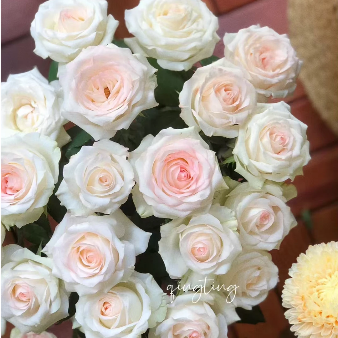 小白兔10+芭比5+洋桔梗|全场任意两单鲜花升级快递