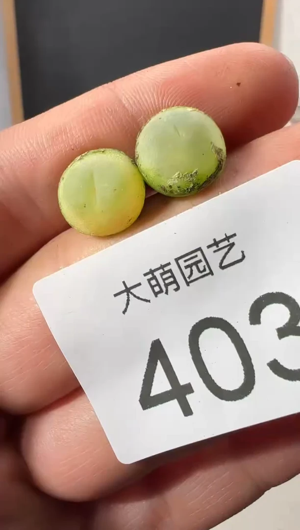 【闪购商品】++++403