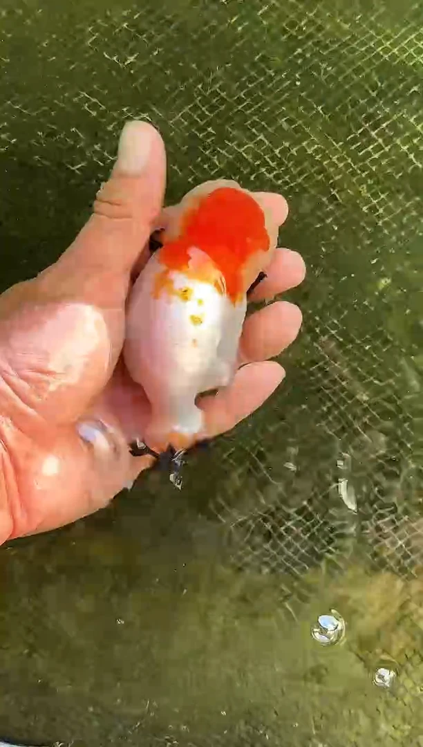 金鱼?*斤水娃娃观赏鱼兰寿金鱼 不包邮