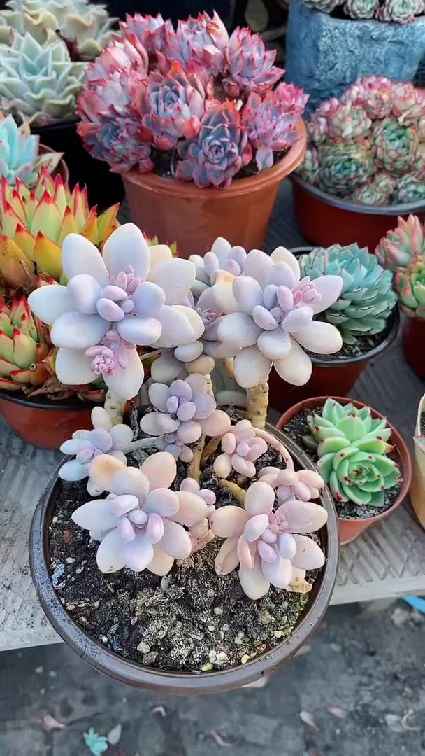 【闪购商品】14126