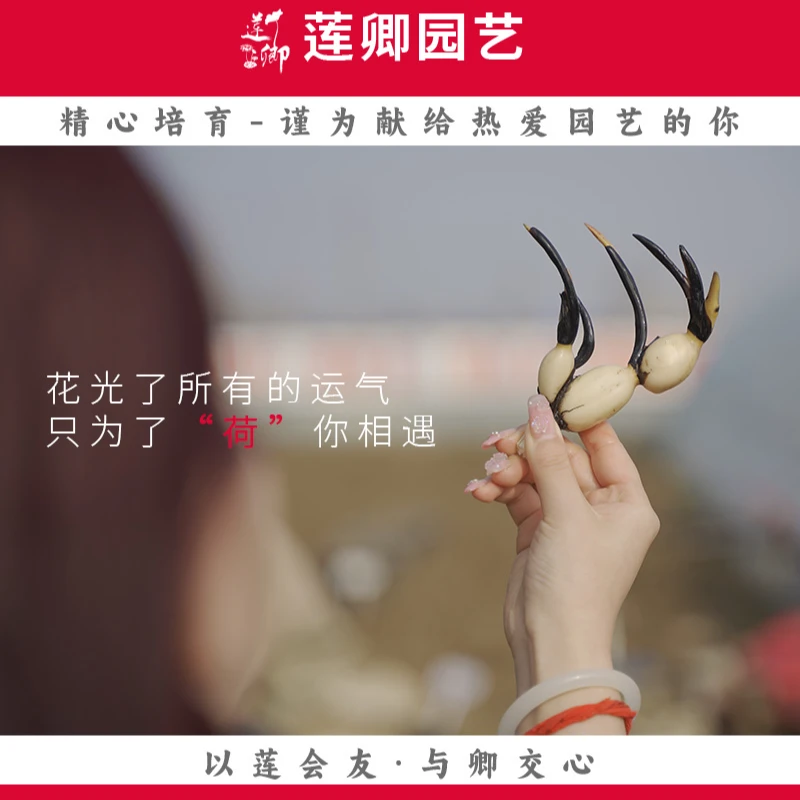 【荷花种藕清库存】小微型中大型荷花净化阳台盆栽露台种藕根茎藕苗