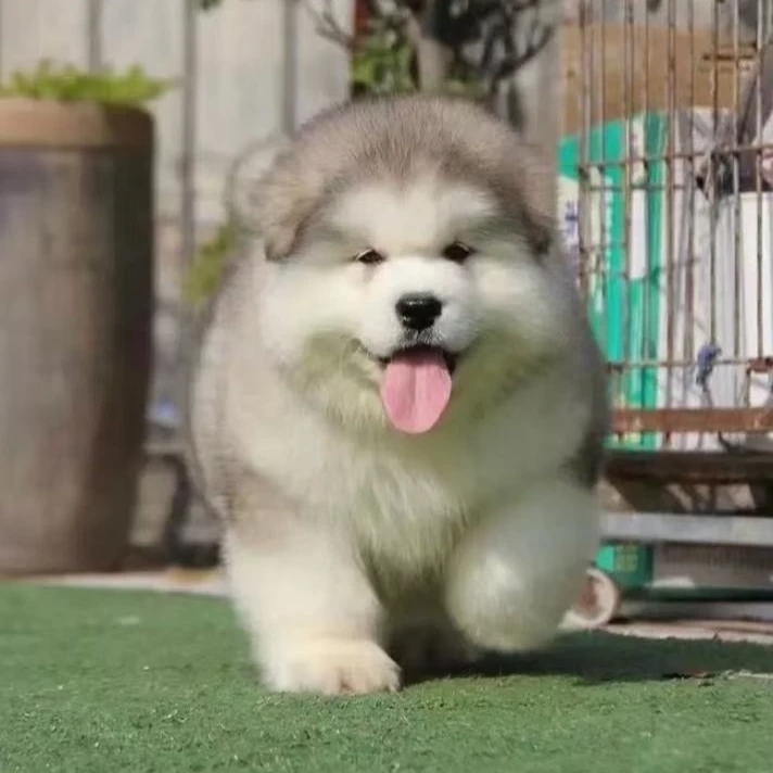 玩伴～熊版阿拉斯狗宝宝活体链接