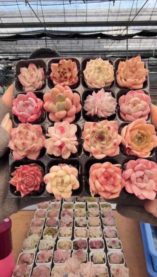 东云多肉园新款-202