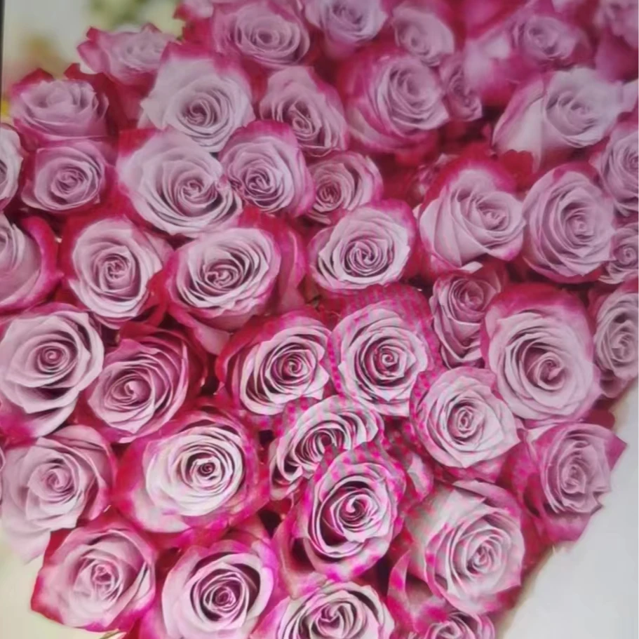 一片深紫月季四季灌木