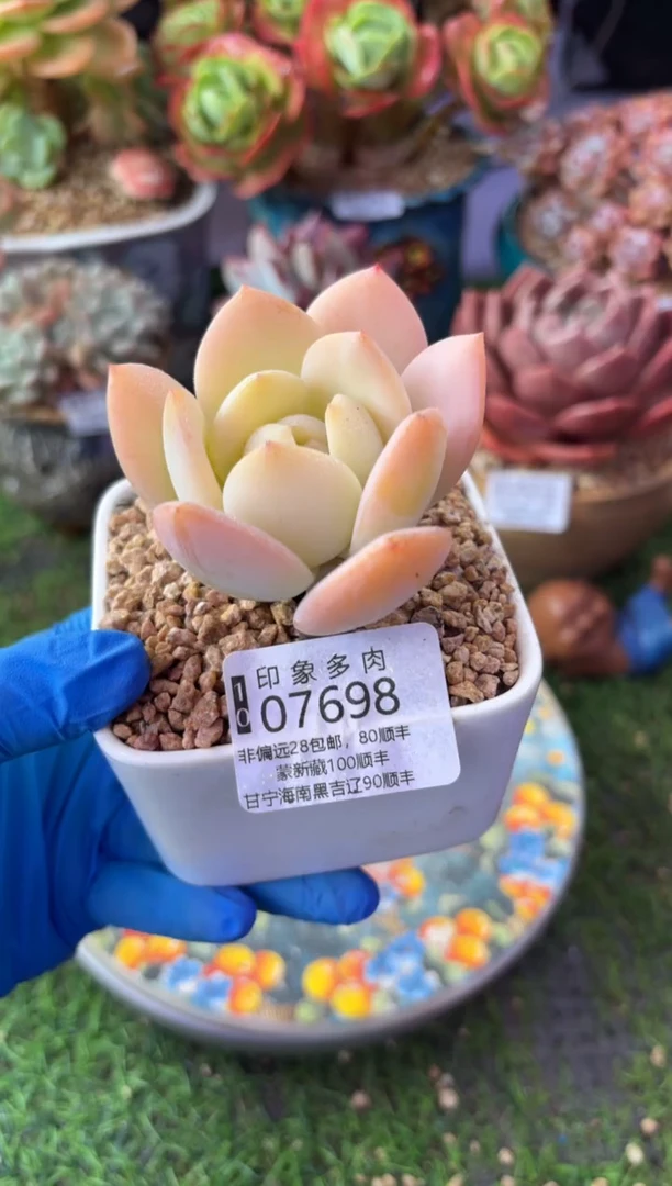 昆明印象多肉07698