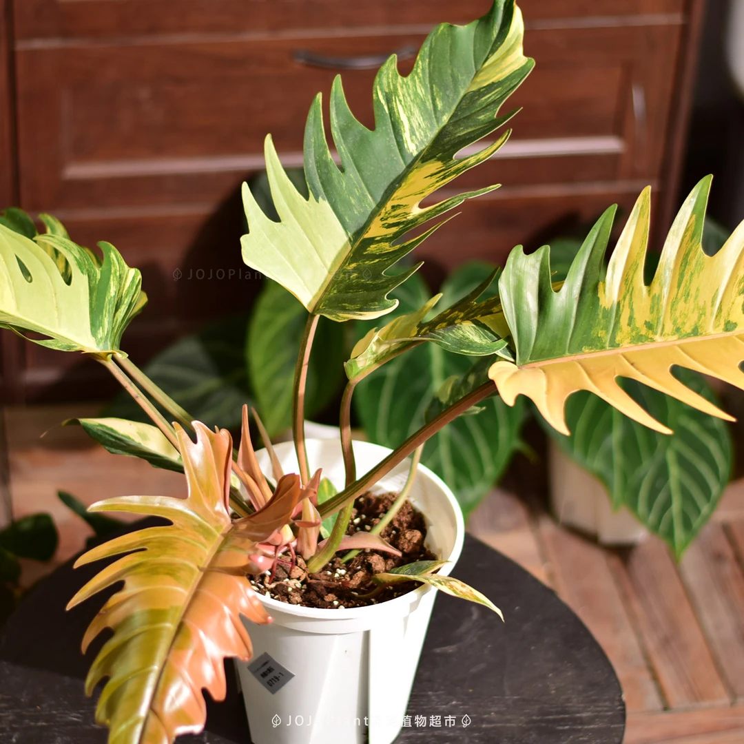 浇浇潮植 焦糖大理石蔓绿绒 原种进口锦化植物