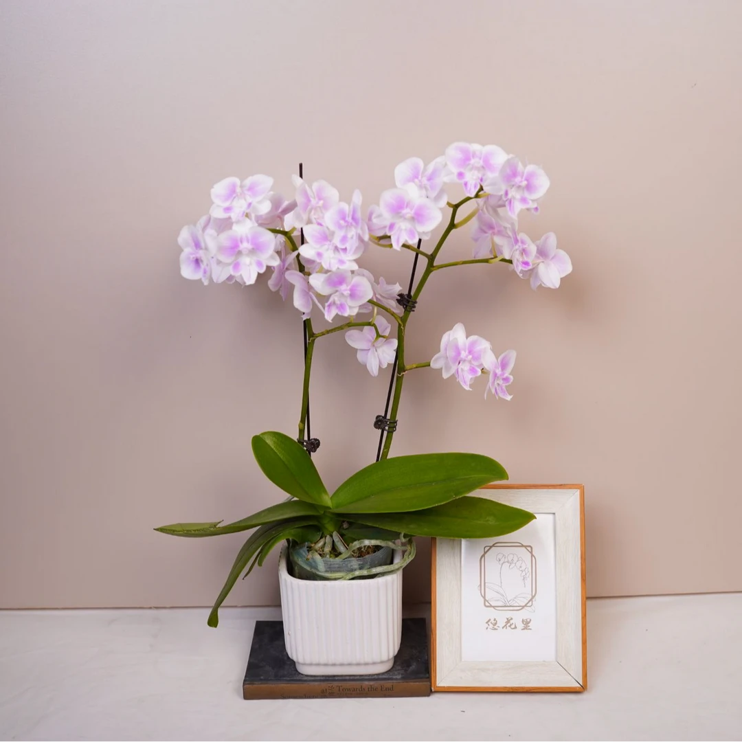 悠花里蝴蝶兰3.5寸【1672全花】开花珠发货