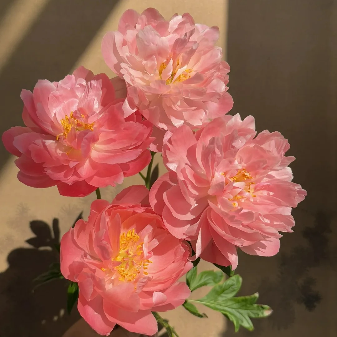 夏威夷珊瑚芍药鲜切花山东菏泽基地直发顺丰包邮