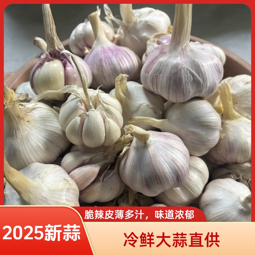 蒜坛子正宗山东金乡大蒜 新鲜冷鲜蒜