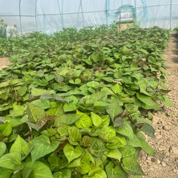 蜜薯烟薯25红薯红薯秧苗苗