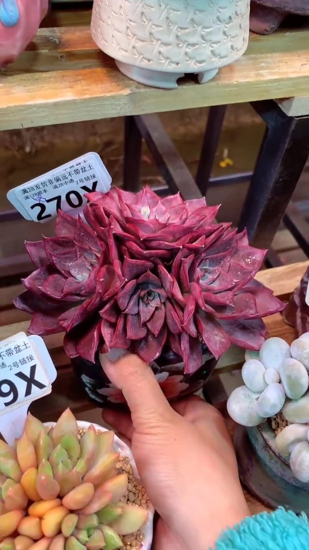 270X（一物一拍实付满28发货，默认不带盆土）