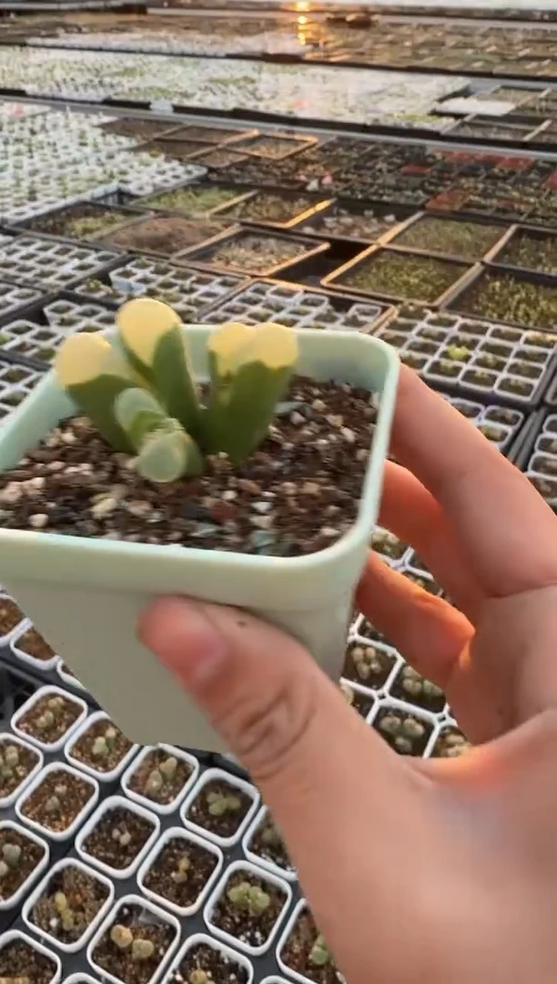 欣**荣多肉植物肉锥3-444和田玉