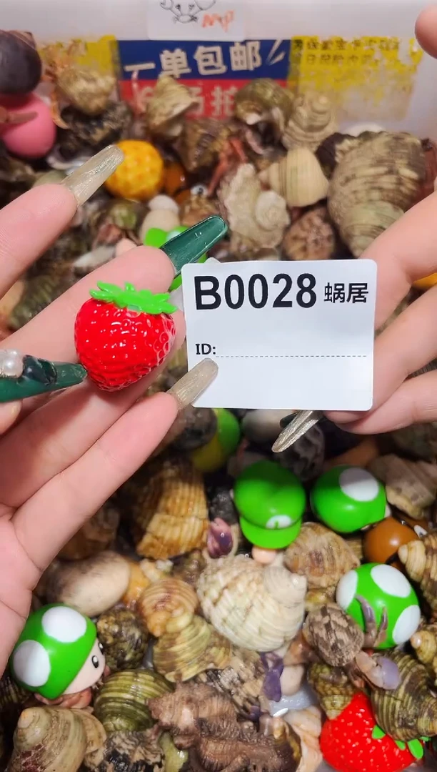 闹*陌派甄选寄居蟹0028