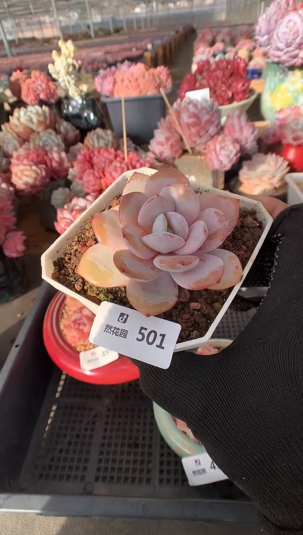 501奶茶多肉植物一物一拍