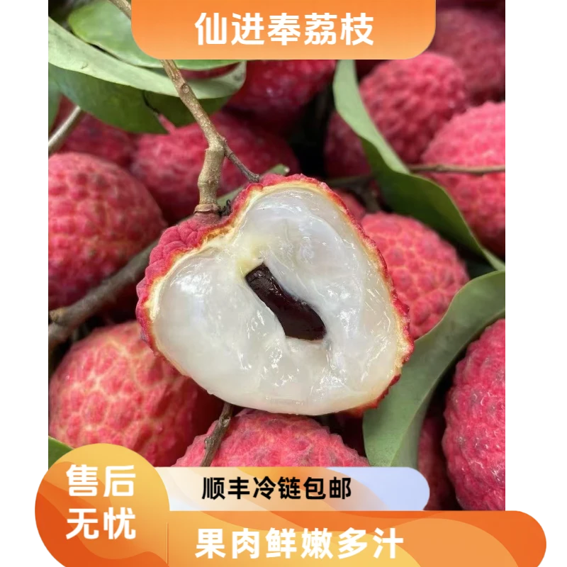 【顺丰冷链包邮】仙进奉荔枝茂名高州老树荔枝新鲜采摘现发原产地