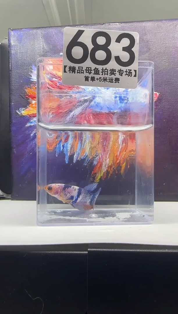 斗鱼母鱼编号：683