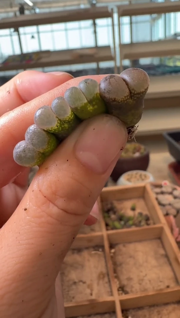 10-172多肉植物肉锥