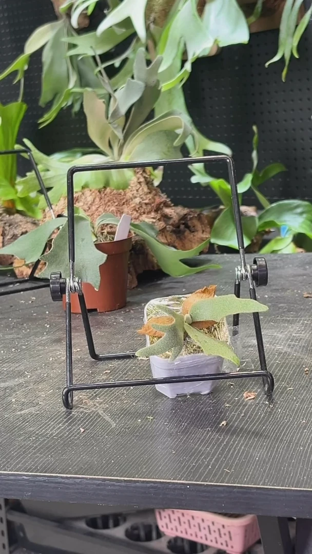 完全开放玉女侏儒爪哇鹿角蕨