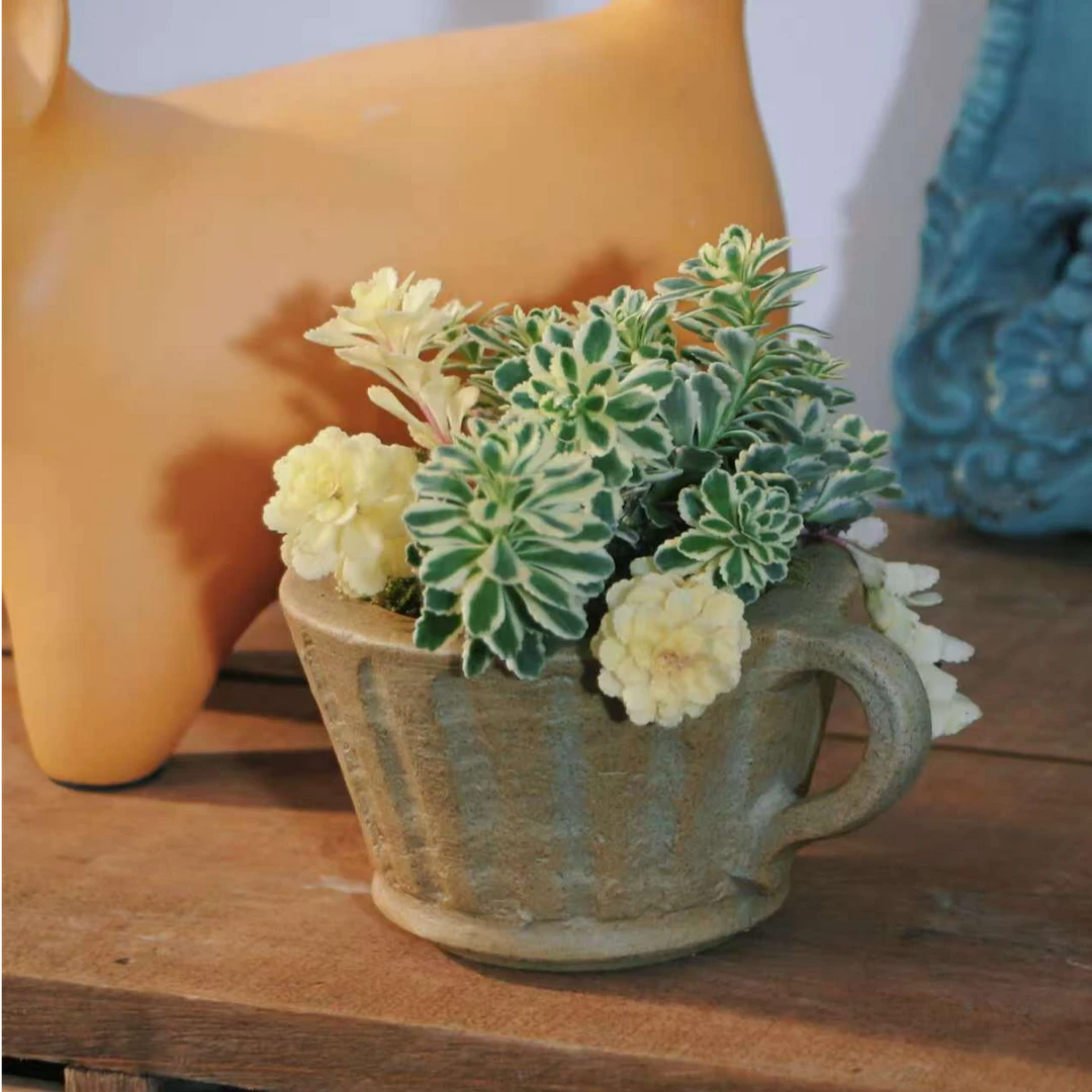 【亚特兰地斯茶杯款】创意家居氛围感 桌面绿植 客厅 四季观赏易养