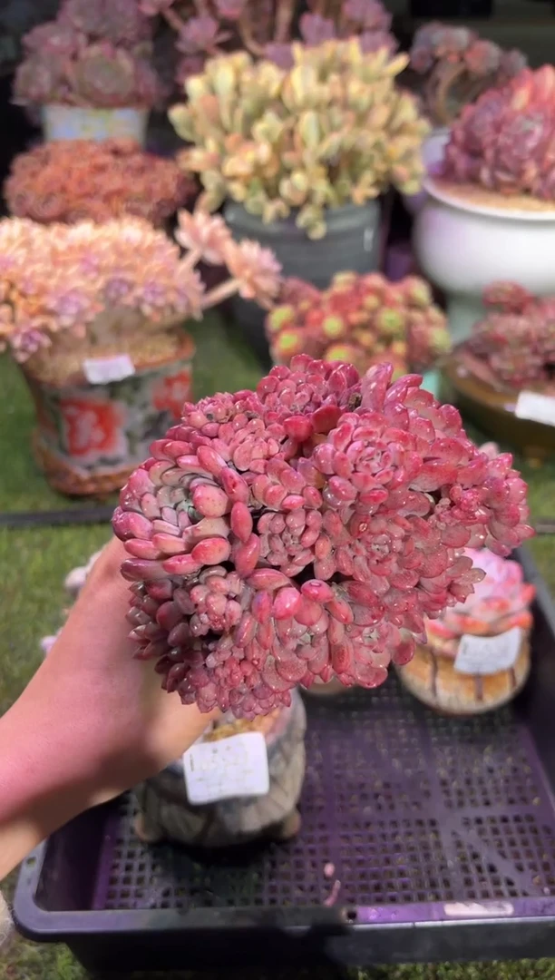 【闪购商品】05529