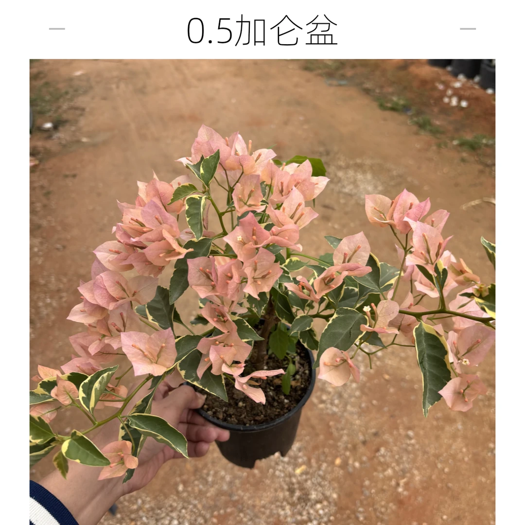 原生花叶马斯三角梅带盆带土带花四季开花爬藤爆花机器0.5加仑盆