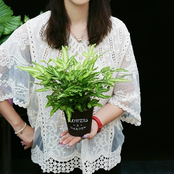 阿波线蕨盆栽 ins风 小清新 特别款 桌面绿植