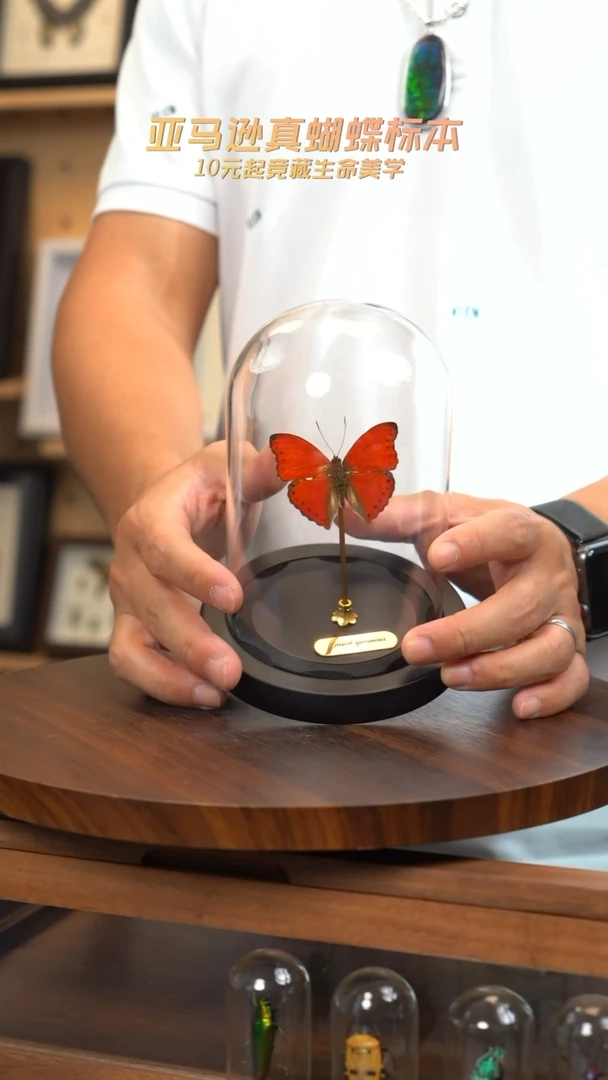 血漪蛱蝶小号玻璃罩