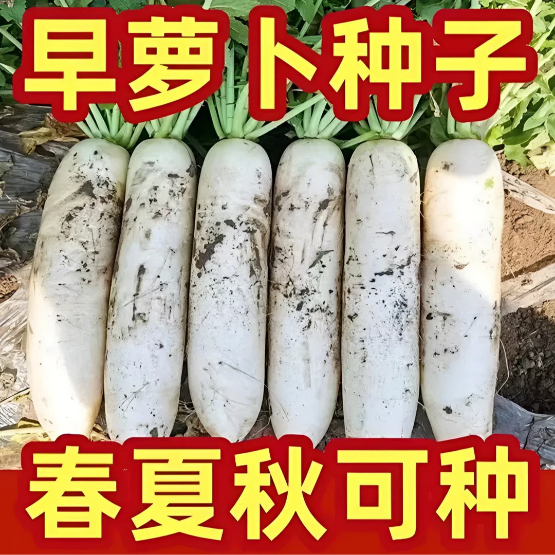 【耐热白玉萝卜】种子菜种水果四季萝卜蔬菜种籽子籽种大全