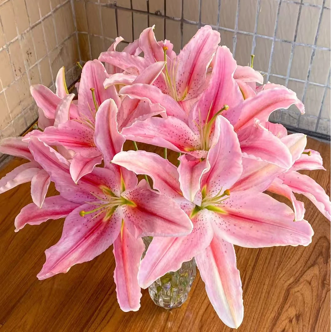 【云舍花卉】【罗蒂】单瓣百合 全场任意满两单及以上鲜花包邮