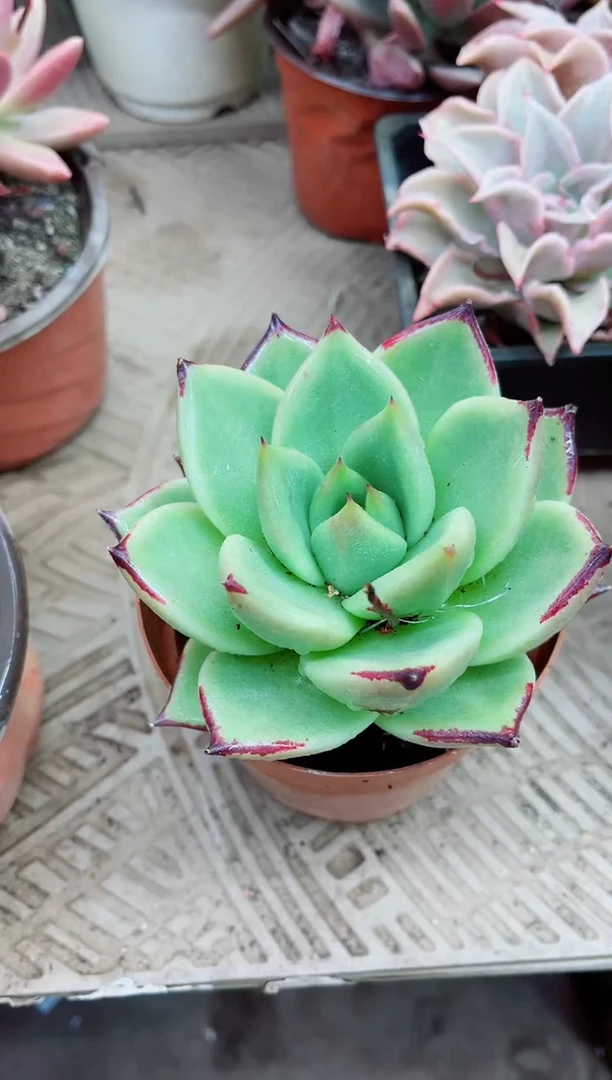 姐**气13012多肉植物一物一拍