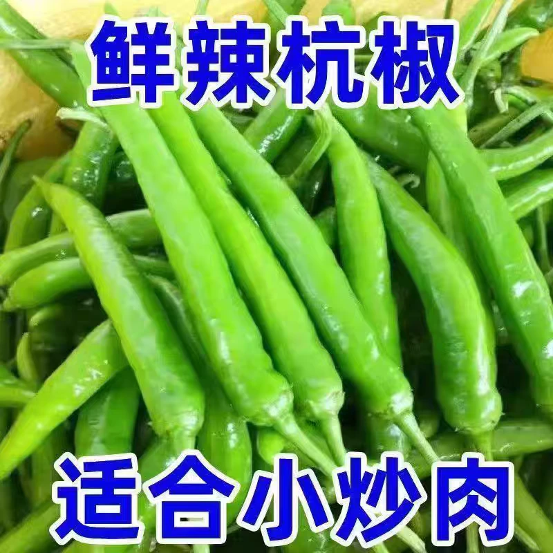 新鲜现摘杭椒农家自种中辣青椒尖椒