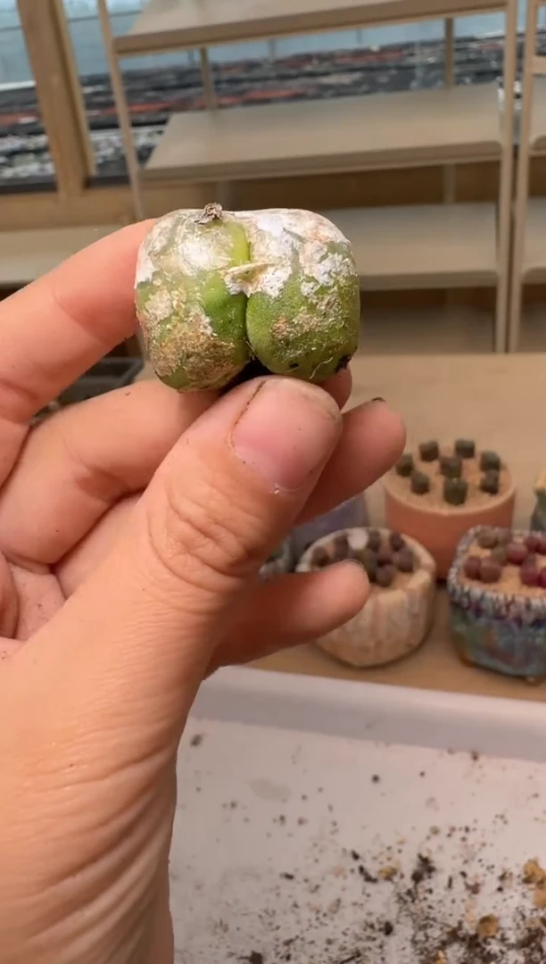 28-50多肉植物肉锥