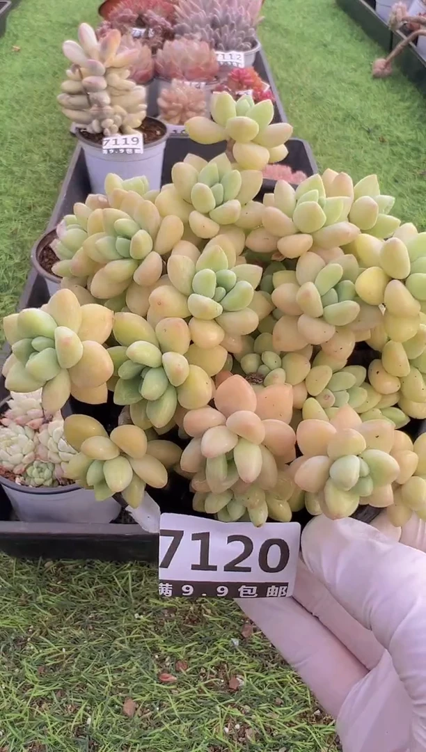 【闪购商品】信福多肉一物一拍