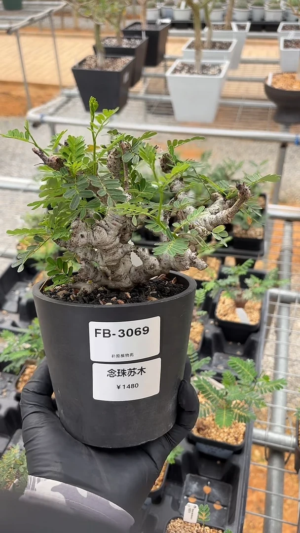 念珠沙漠苏木FB-3069