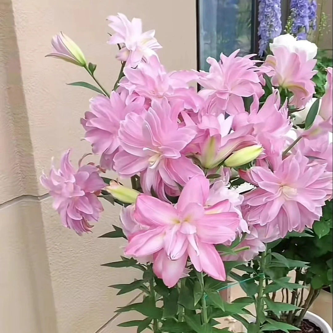 z四季可种1颗【莲花微风】14/16庭院阳台重瓣香水百合种球