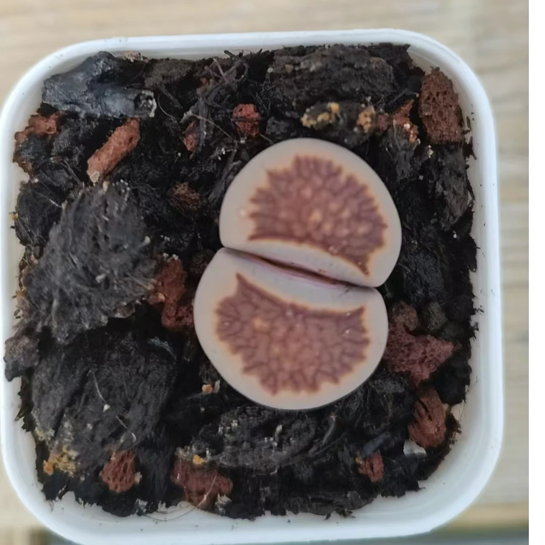 菊纹章  （脱土发货）