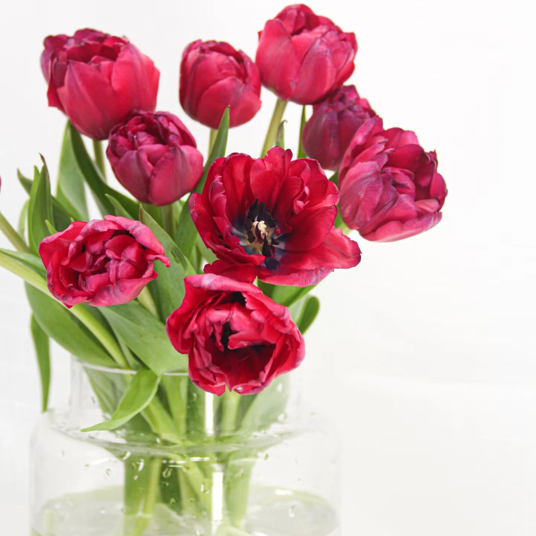 可露丽郁金香10支