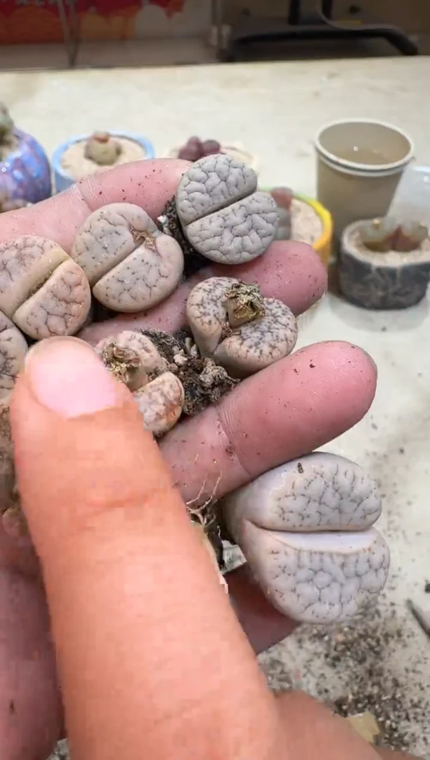 7-315多肉植物肉锥