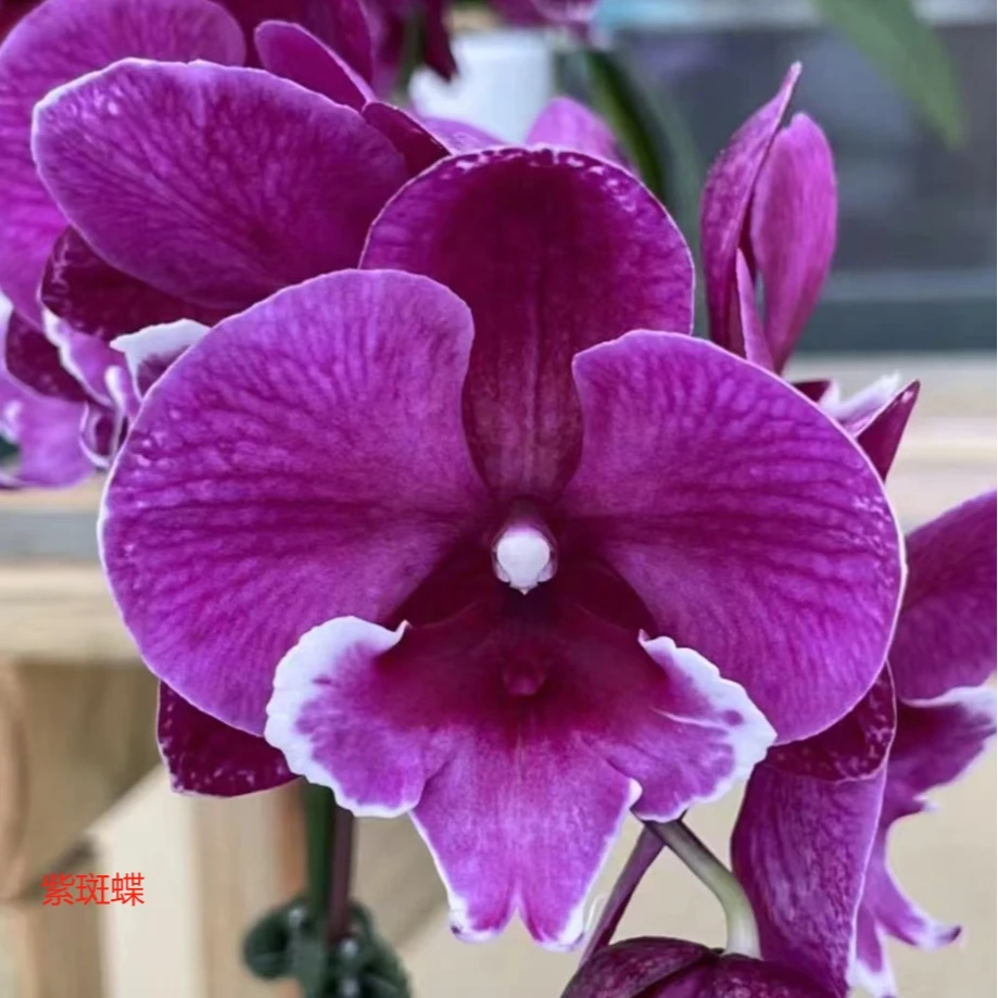 【日出/2019/星冰乐/紫斑蝶】台湾品种 蝴蝶兰 开爆花 不包花损